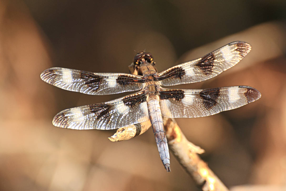 Image Link to Macro Nature Gallery