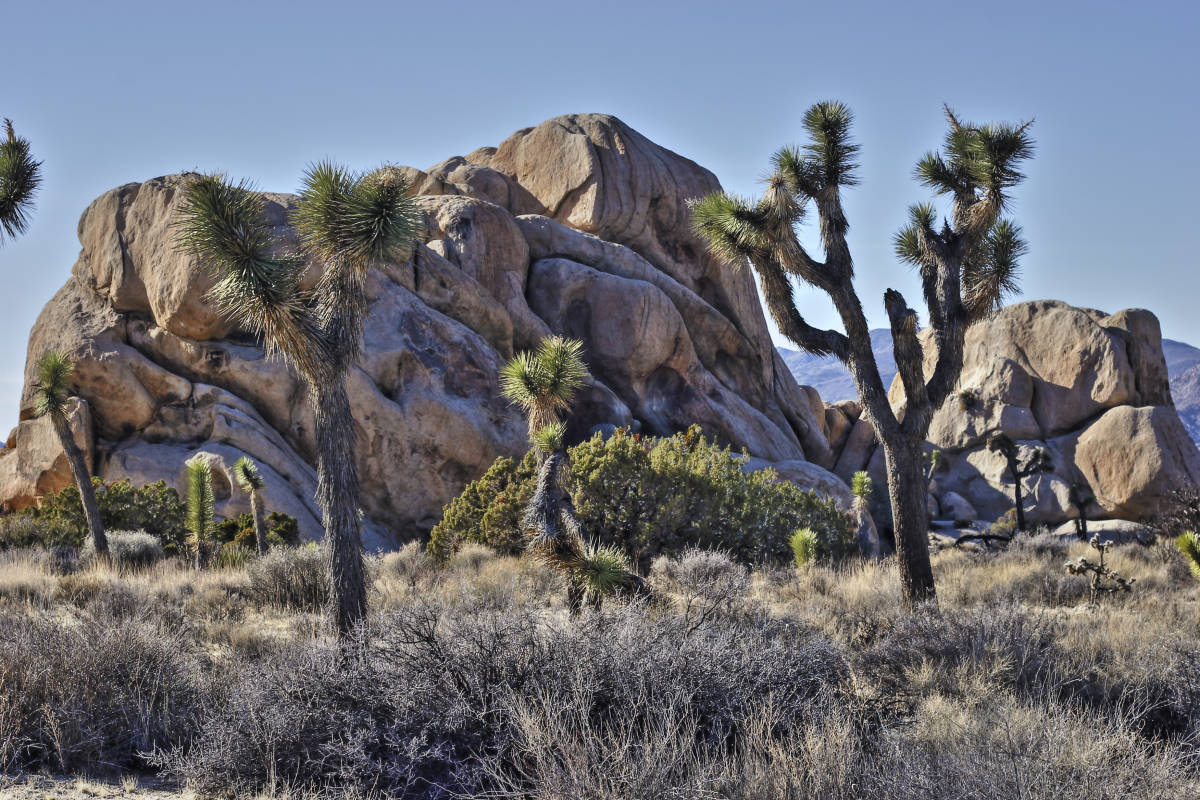 Image Link to Joshua Tree Gallery