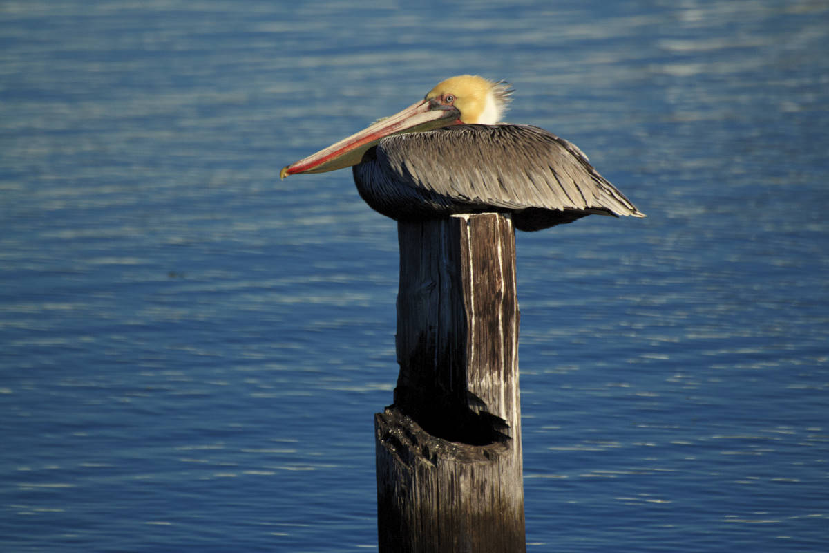 landscape format roosting pelican