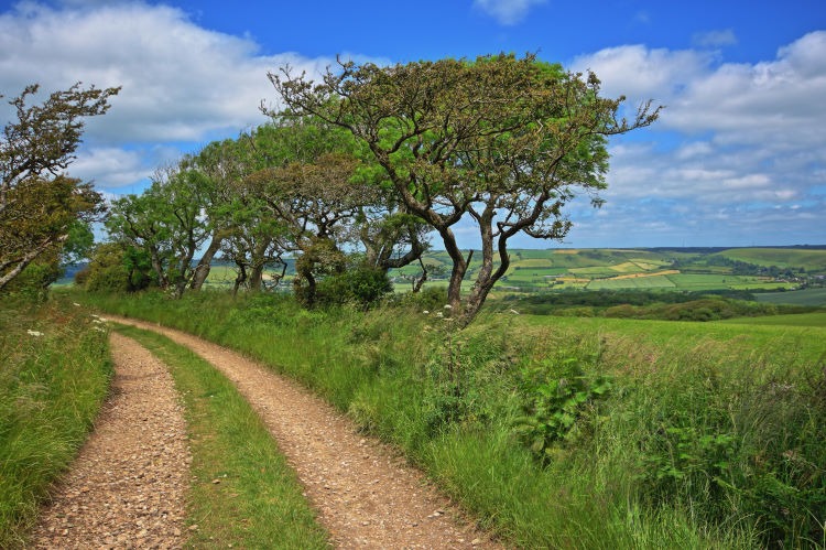 Landscape Photograph of a country lane in Dorset