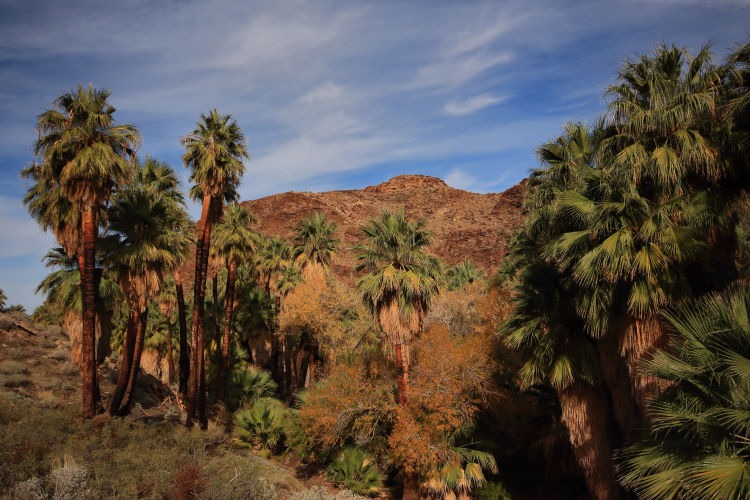 Landscape Photograph of Fan Palms in Palm Canyon