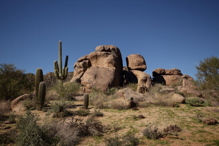 landscape photograph of cacti and granite boulders in the Sonoran Desert