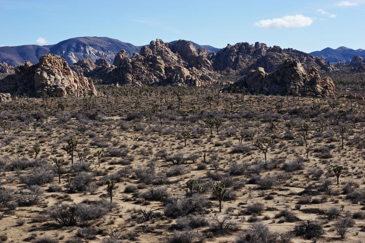 Landscape photograph of the Joshua Tree scrubland savanna backed by granite boulder formations in Joshua Tree National Park